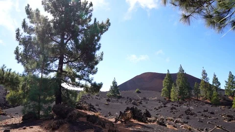 Chinyero volcano mountain with pine trees in the foreground. Tenerife, Spain Video stock 125729000