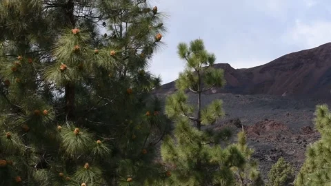 Chinyero volcano with some pinetrees in the foreground. Tenerife. Teide. Stock-Footage 158484546