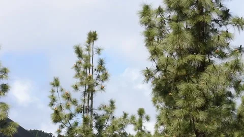 Chinyero volcano with some pinetrees in the foreground. Tenerife. Teide. Stock-Footage 158484560