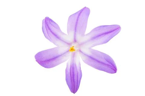 Chionodox flowers isolated Foto stock