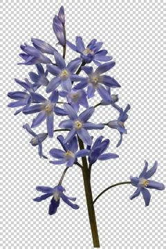 Chionodoxa, cutout, transparency Stock Photos