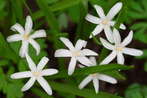 Chionodoxa flowers 写真素材