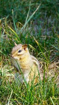 Chip munk in the grass Stock Photos