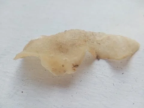 Chip on a white surface Stock Photos