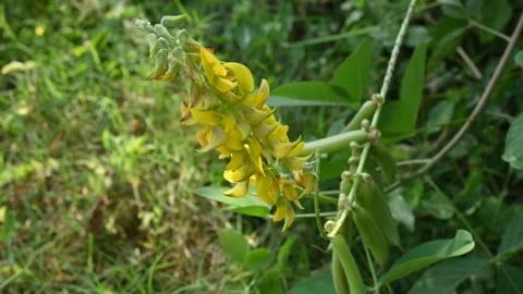 Chipilin flower. Stock Footage 260382067