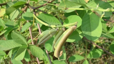 Chipilin plant pod. Stockbeeldmateriaal 260382149