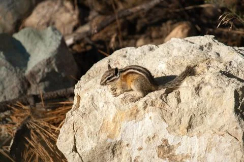 Chipmank on the rocks on the dusk Stock Photos