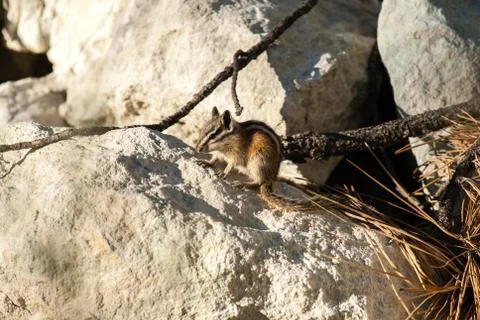 Chipmank on the rocks on the dusk Stock Photos