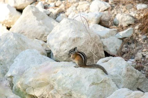 Chipmank on the rocks on the dusk Stock Photos