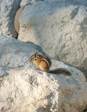 Chipmank on the rocks on the dusk Stock Photos