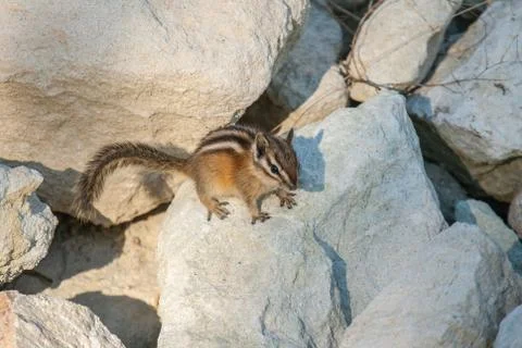Chipmank on the rocks on the dusk Foto stock