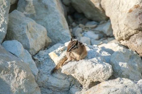 Chipmank on the rocks on the dusk Stock Photos