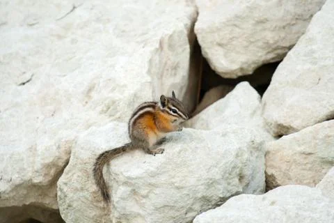 Chipmank on the rocks on the dusk Foto stock