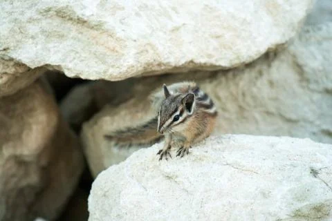 Chipmank on the rocks on the dusk Stock Photos