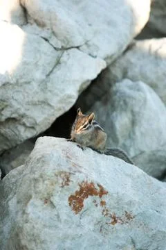 Chipmank on the rocks on the dusk Stock Photos