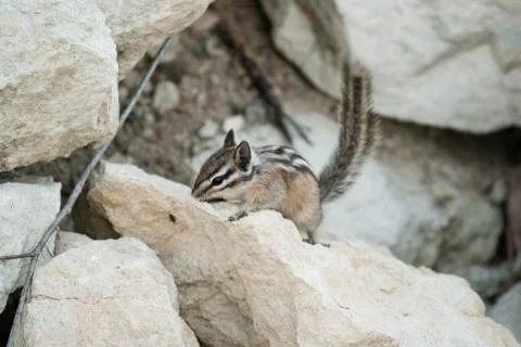 Chipmank on the rocks on the dusk Stock Photos