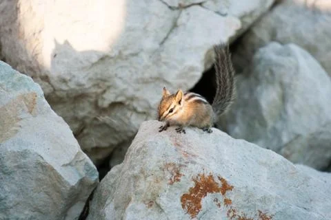 Chipmank on the rocks on the dusk Stock Photos