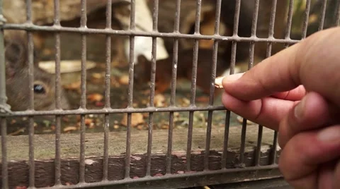 Chipminks Eating from Hand Stock Footage 50592561