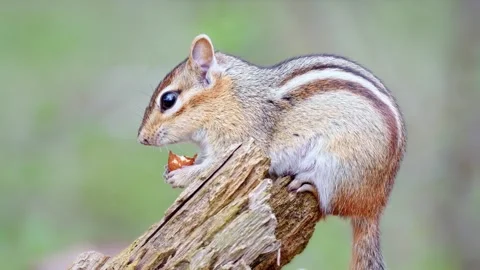 Chipmonk11 Stock Footage 274924500