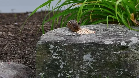 Chipmunk 2nd rock No Audio Stock Footage 244487902