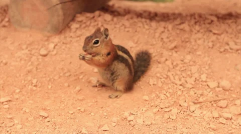 Chipmunk 35s 스톡 동영상 34808836