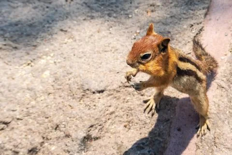 Chipmunk From Above Foto stock
