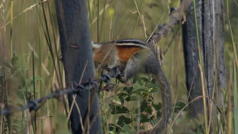 Chipmunk acrobatics on barbed wire fence, slomo, 4k Stock Footage 280441370