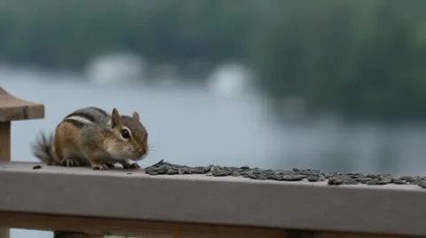 Is Colorado really going with Alvin and the Chipmunks-inspired