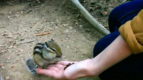 Chipmunk and bird nuthatch regale pine nuts from the hands of tourists Stock Footage 86730261