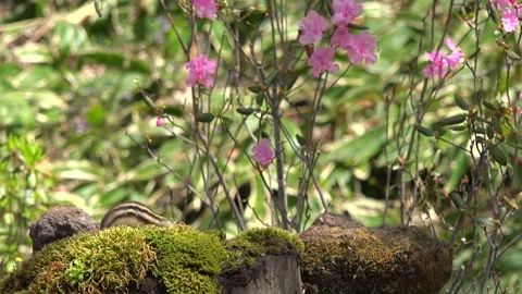 Chipmunk and Flowers Stock Footage 332421548