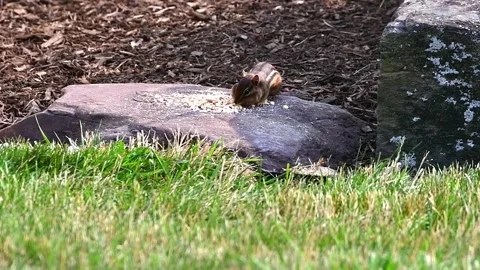 Chipmunk in and out Stock Footage 244487895