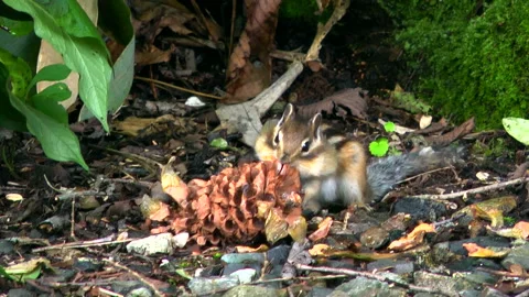 Chipmunk and Pine Cone Stock Footage 332410218