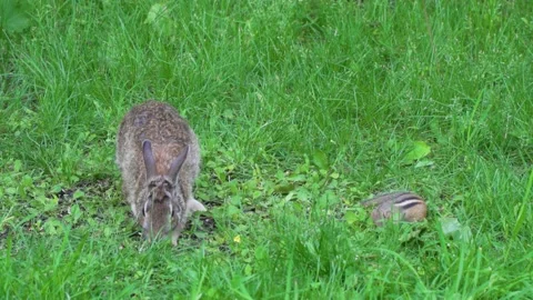 A chipmunk attacked a wild rabbit while they were feeding in the same place Video stock 232152491