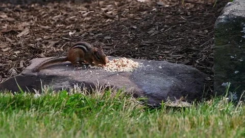 Chipmunk attacking food Stock Footage 244487896