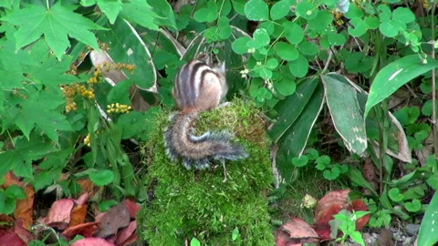 Chipmunk Autumn Stock Footage 332398713