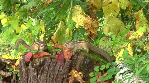 Chipmunk Autumn Stock Footage 332416770