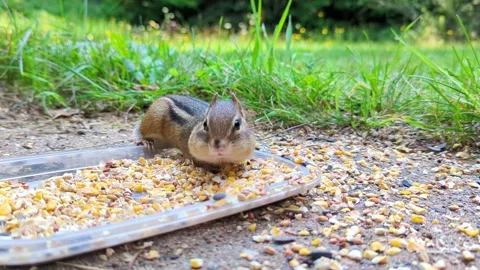 Chipmunk Backyard Wildlife Video stock 276200573