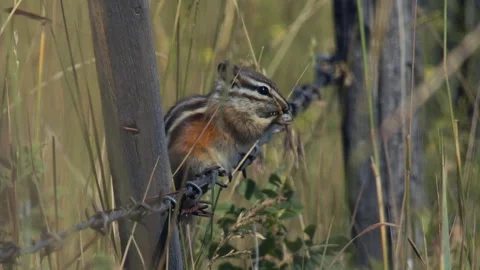 Chipmunk on barbed wire fench eating grass seed head, slo mo, 4k Stock Footage 280446345