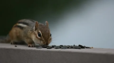 CHIPMUNK BARNIE Video stock 20430483