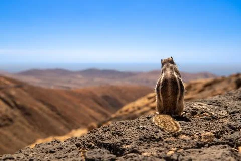 Chipmunk from behind Foto stock