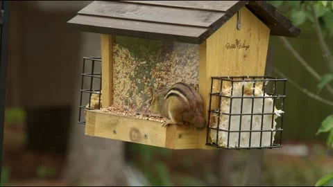 Chipmunk in Bird Feeder Vídeos de archivo 244672500