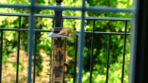 Chipmunk at birdfeeder with chickadees flying Stock Footage 92945941