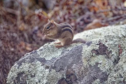 Chipmunk on Bolder Stock Photos