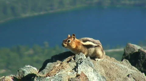 Chipmunk bolts Stock Footage 307190