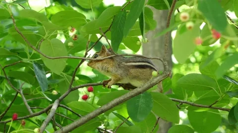 Chipmunk on a branch Stock Footage 65385857