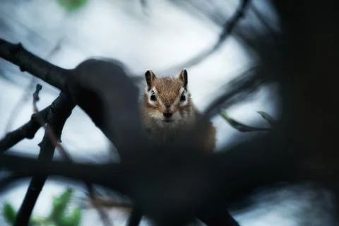 Chipmunk on a branch. Stock Photos