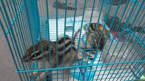Chipmunk in a cage, it lost freedom Stock Footage 49703713