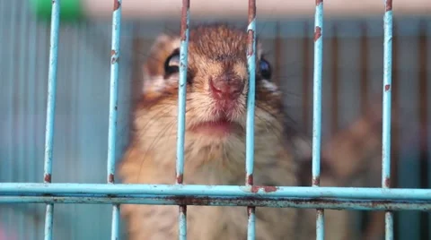 Chipmunk in a cage, it lost freedom Stock Footage 49905027
