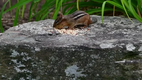 Chipmunk camera pose no audio Stock Footage 244487909