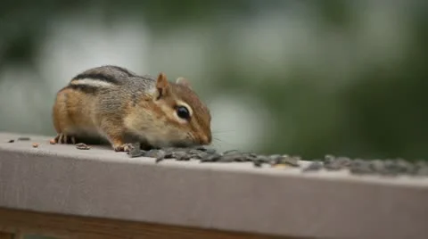 CHIPMUNK CHARLES Stock Footage 20430615